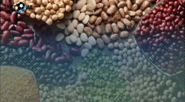 أسعار الفول البلدي والبقوليات في كفر الشيخ الجمعة 21 نوفمبر 2025